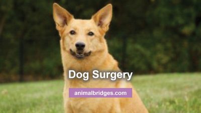 Dog surgery and healing touch for animals