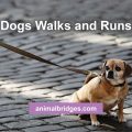 Dogs walks and runs tellington touch
