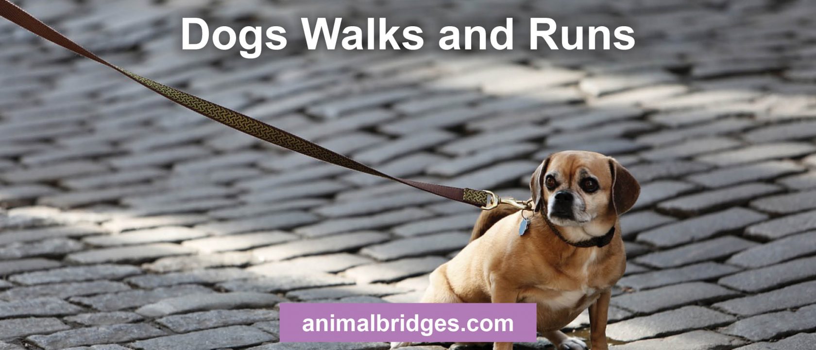 Dogs walks and runs tellington touch