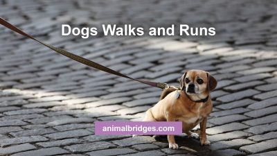 Dogs walks and runs tellington touch