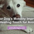 Senior dogs and healing touch