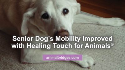 Senior dogs and healing touch