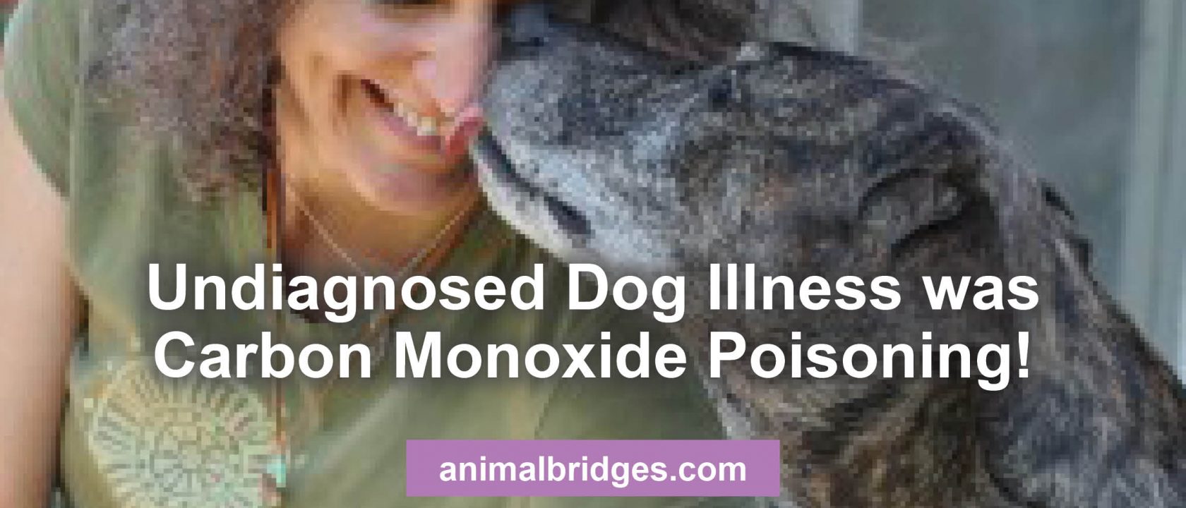 undiagnosed dog illness animal communicator