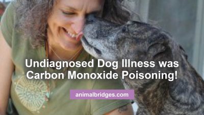 undiagnosed dog illness animal communicator