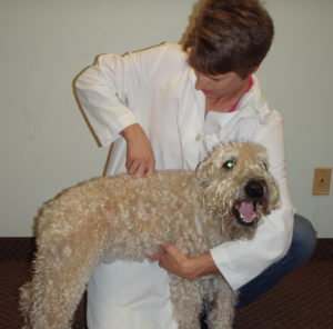 Dog chiropractor healing touch