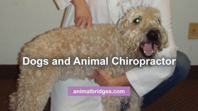 Dogs and animal chiropractor