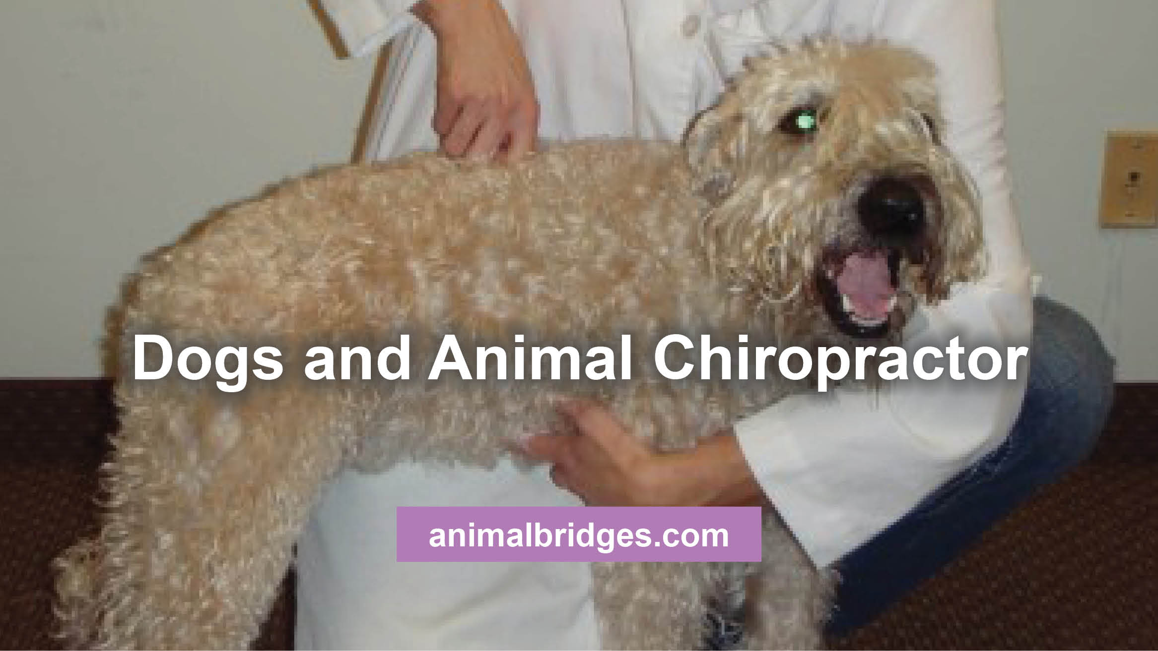 Animal chiropractor near me