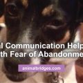 Animal communication helps dog with fear of abandonment