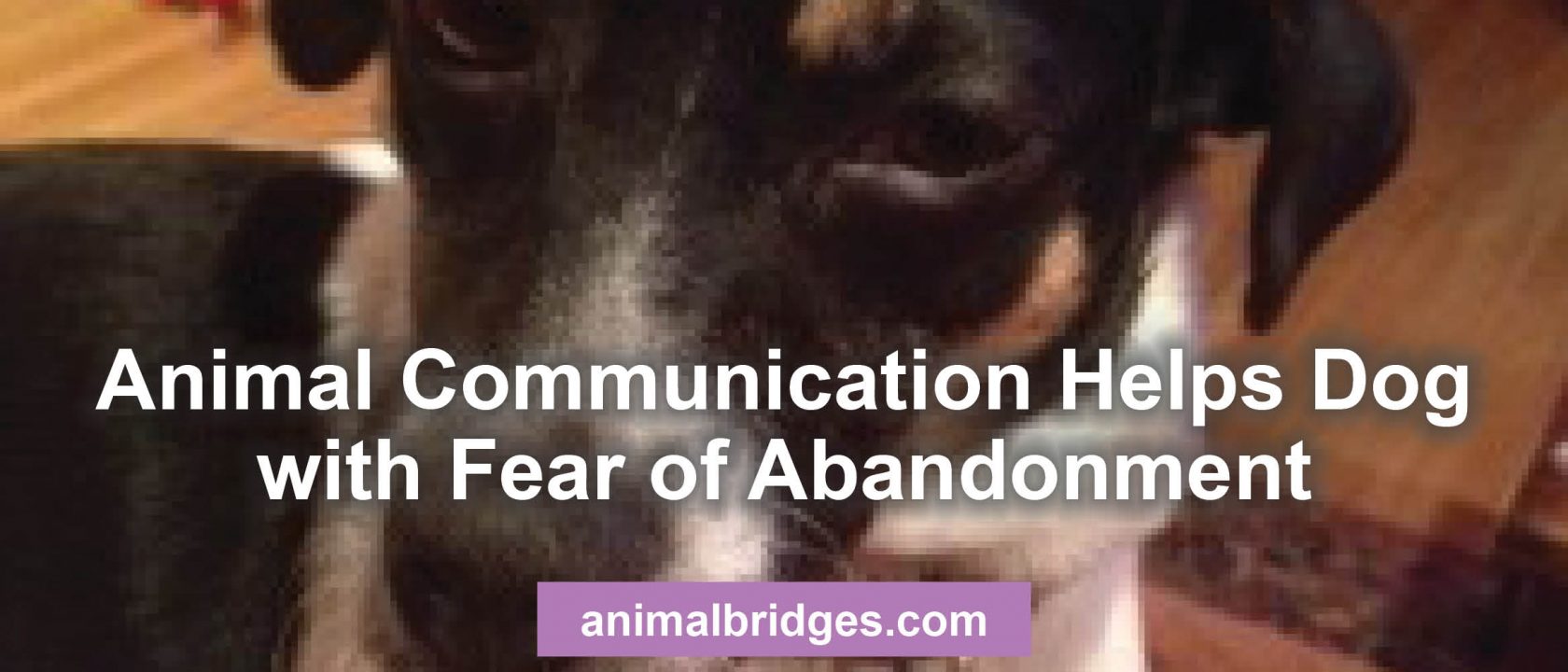 Animal communication helps dog with fear of abandonment