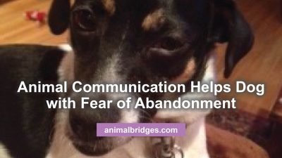 Animal communication helps dog with fear of abandonment