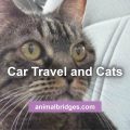 cat travel animal communication