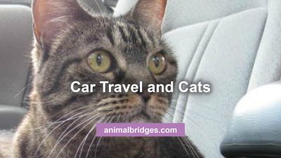 cat travel animal communication