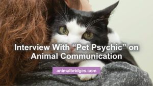 pet-psychic animal communicator MN and Arizona
