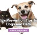 Tick Prevention Tips for Dogs and Cats