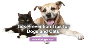 Tick Prevention Tips for Dogs and Cats