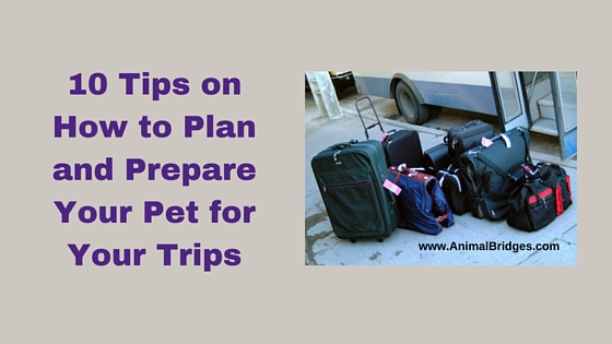 10 Tips on How to Plan and Prepare Your Pet for Your Trips