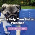 7 Tips to Help Your Pet in Hot Weather