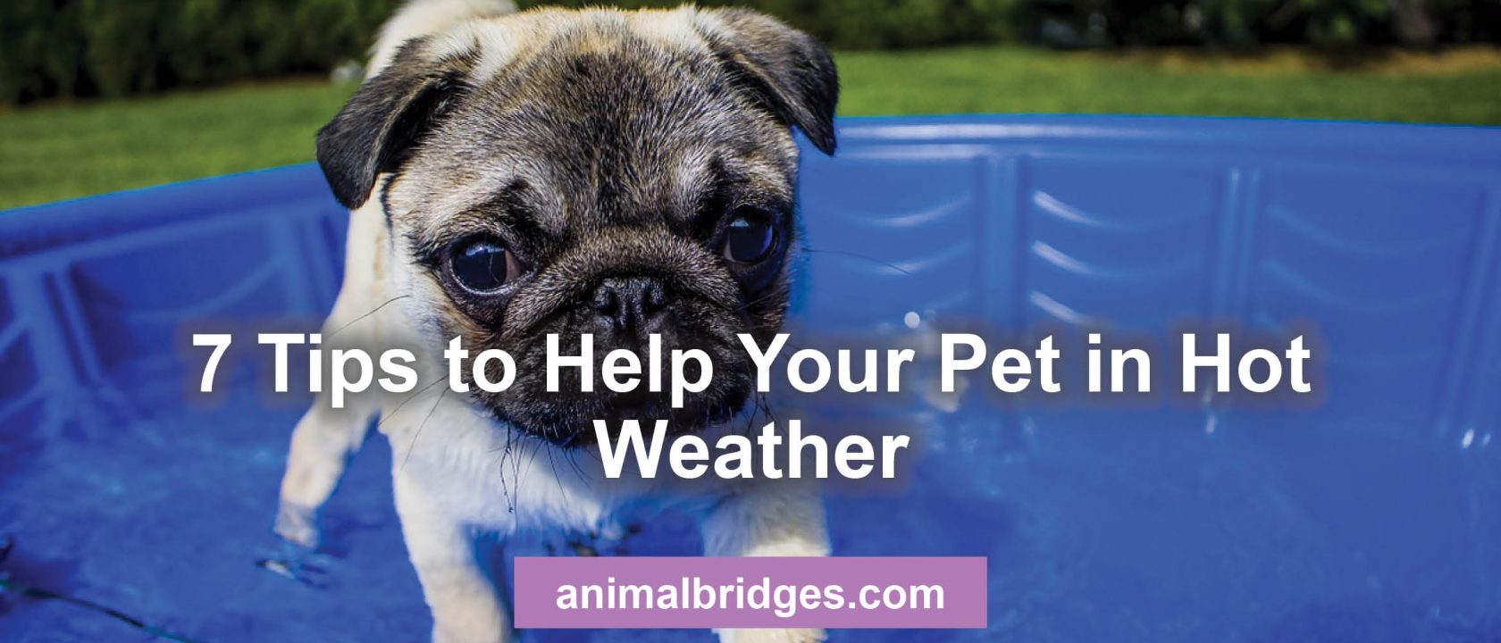 7 Tips to Help Your Pet in Hot Weather