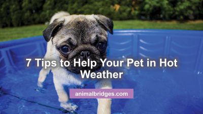 7 Tips to Help Your Pet in Hot Weather