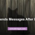 Cat sends messages after death