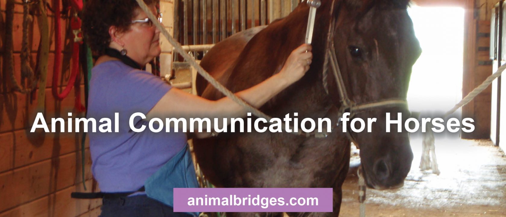 Animal Communication for horses