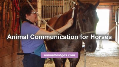 Animal Communication for horses