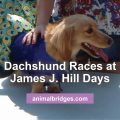 Dachshund races animal communicator