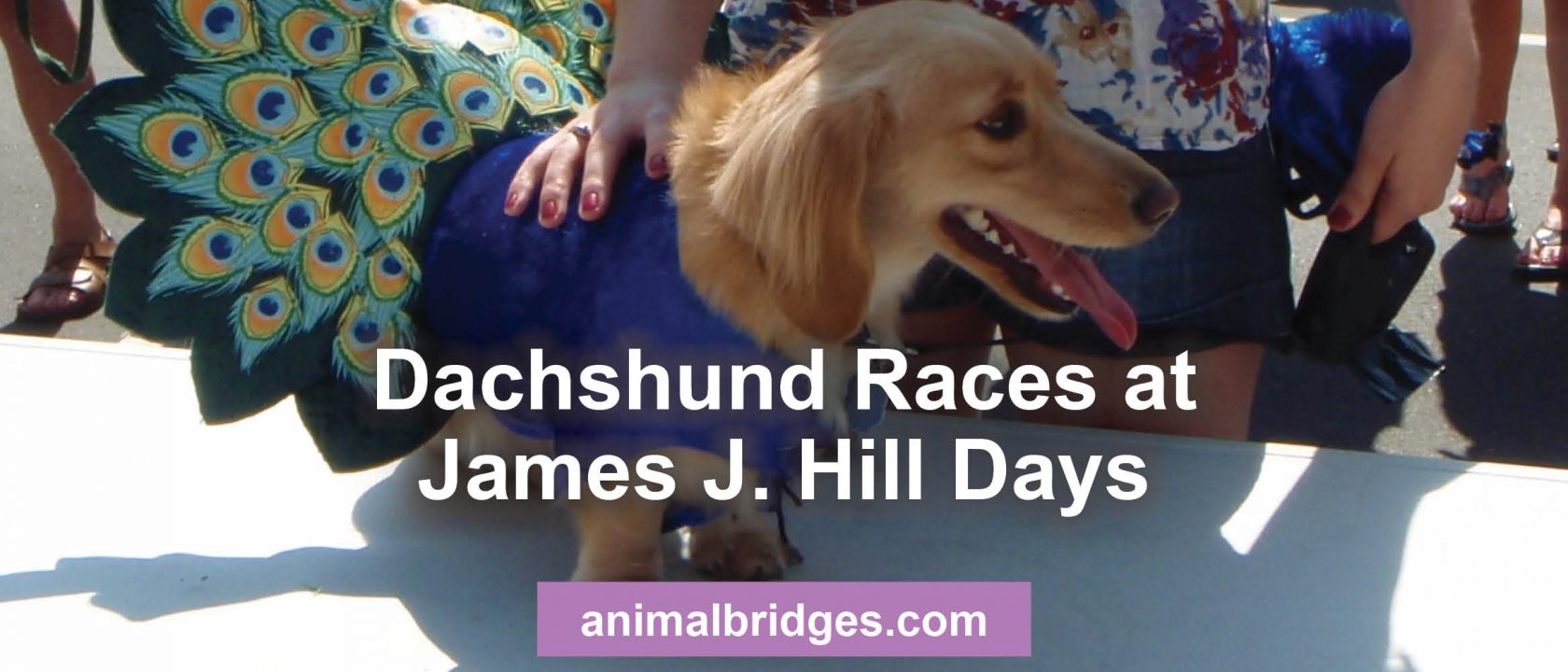 Dachshund races animal communicator