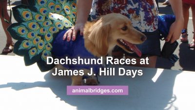 Dachshund races animal communicator