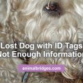 Lost dogs with ID tags animal communicator