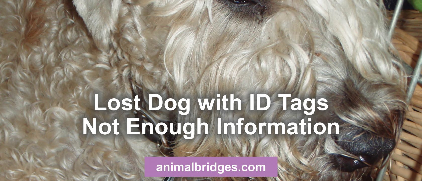 Lost dogs with ID tags animal communicator