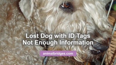 Lost dogs with ID tags animal communicator