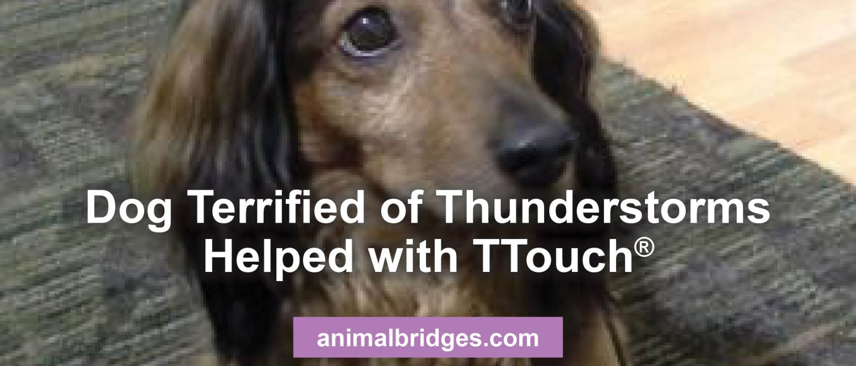 Dog terrified of thunderstorms Ttouch