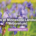 dogs at the Minnesota Landscape Arboretum