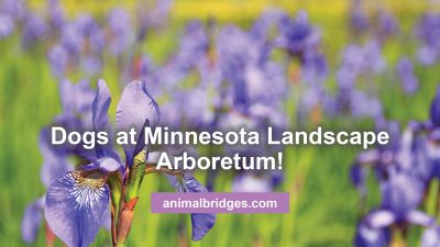 dogs at the Minnesota Landscape Arboretum