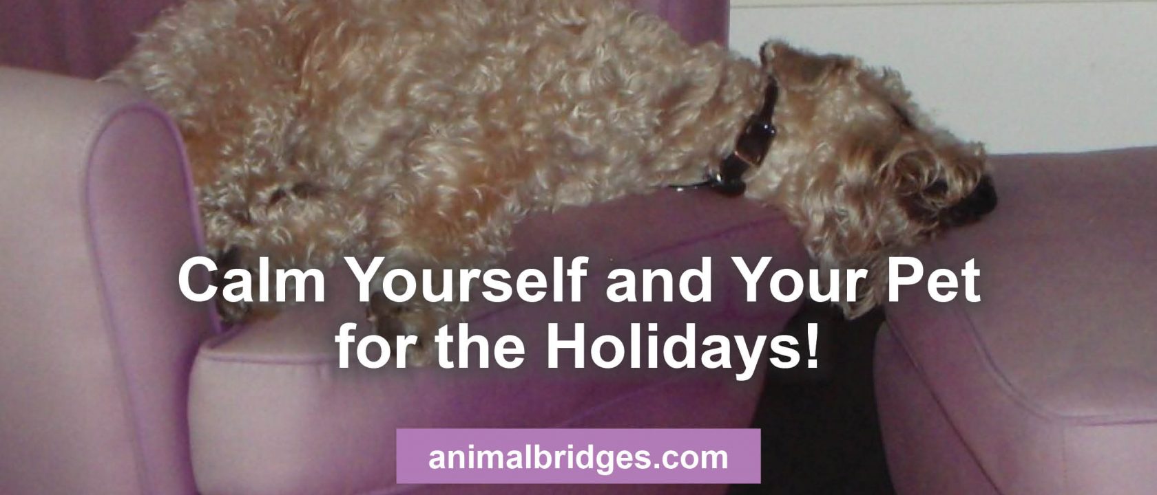 Calm your pet for the holidays animal communication