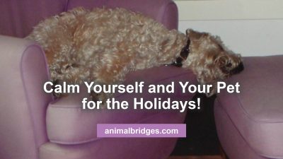 Calm your pet for the holidays animal communication