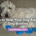 7 tips to help your dog adjust to dog booties