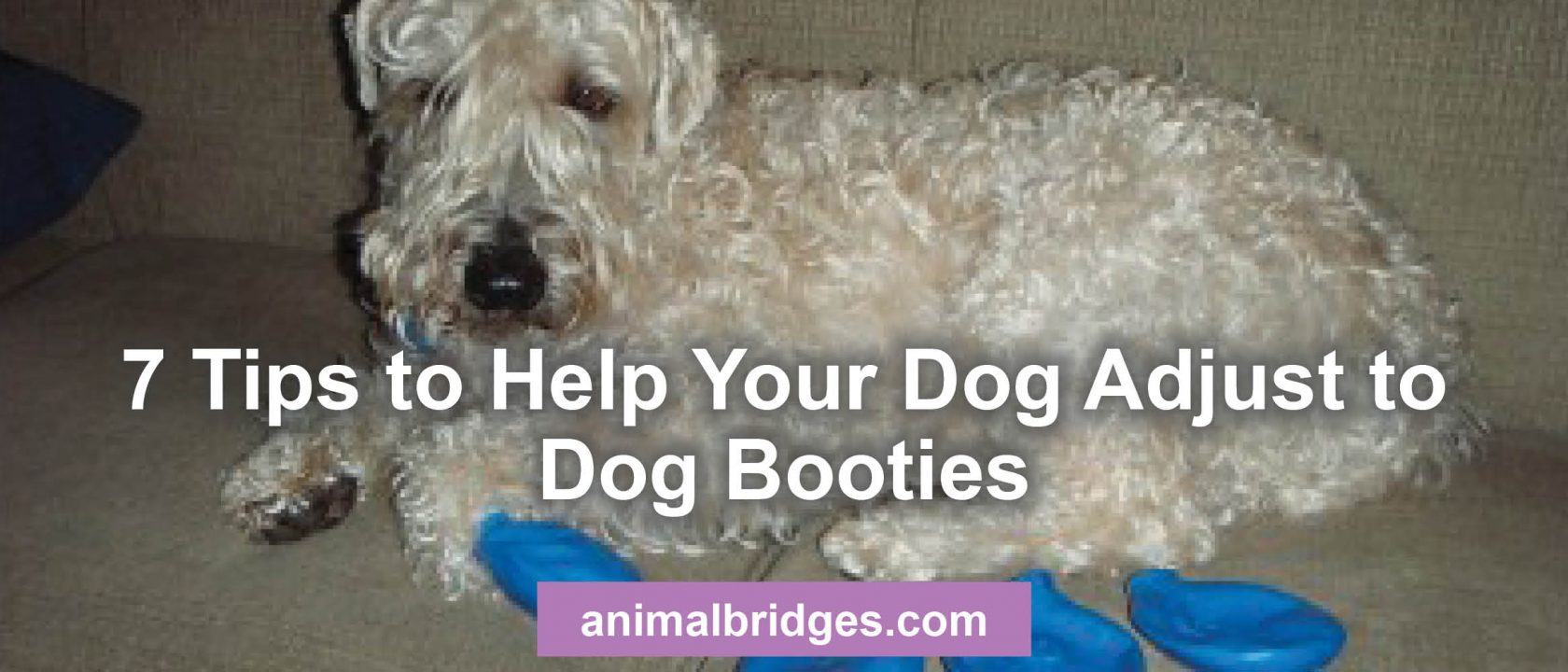 7 tips to help your dog adjust to dog booties