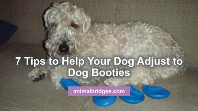 7 tips to help your dog adjust to dog booties