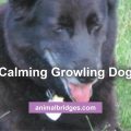 Growling dog animal communicator