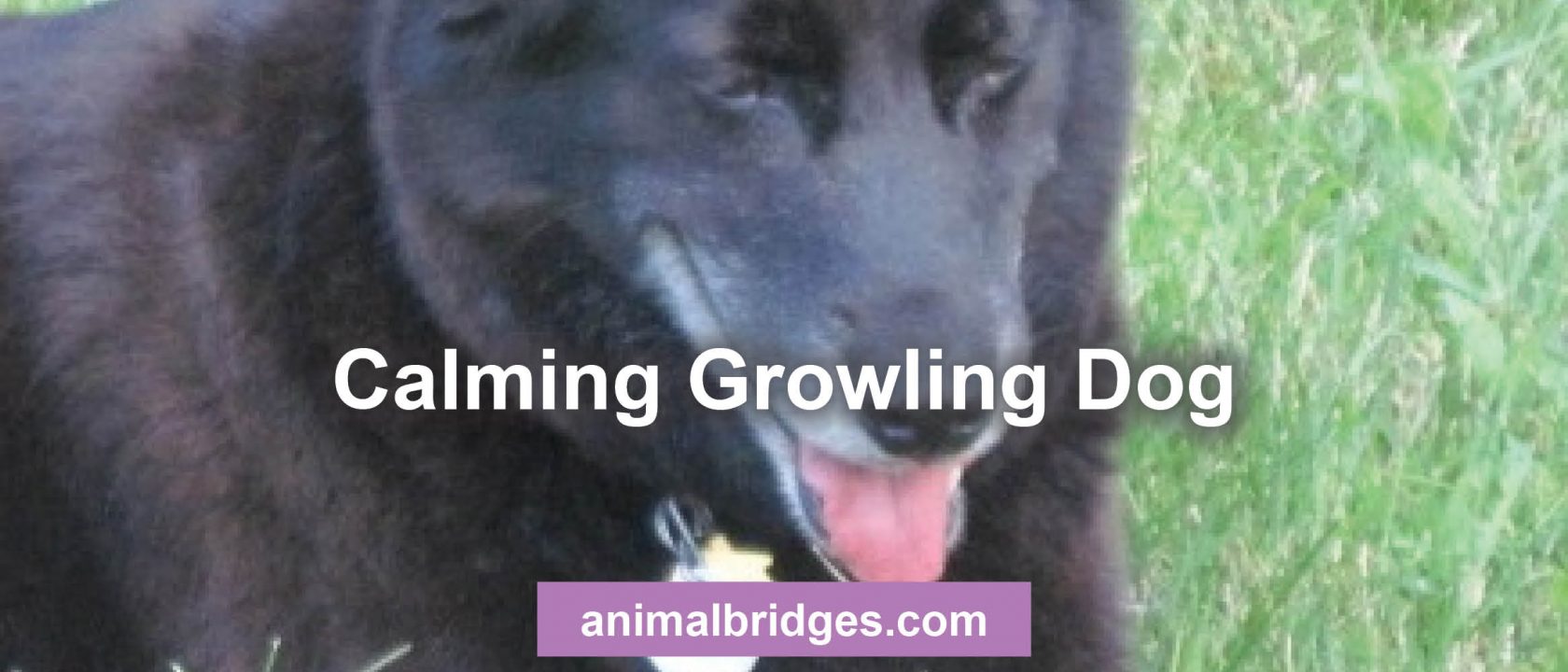 Growling dog animal communicator