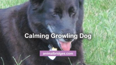 Growling dog animal communicator