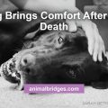 Pet death animal communication