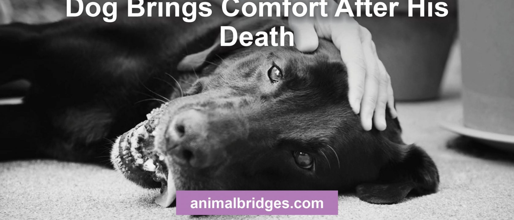 Pet death animal communication