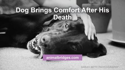 Pet death animal communication