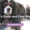 Dog's death animal communicator