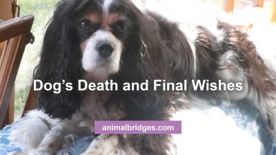 Dog's death animal communicator