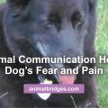 Animal communication helps dog's fear and pain