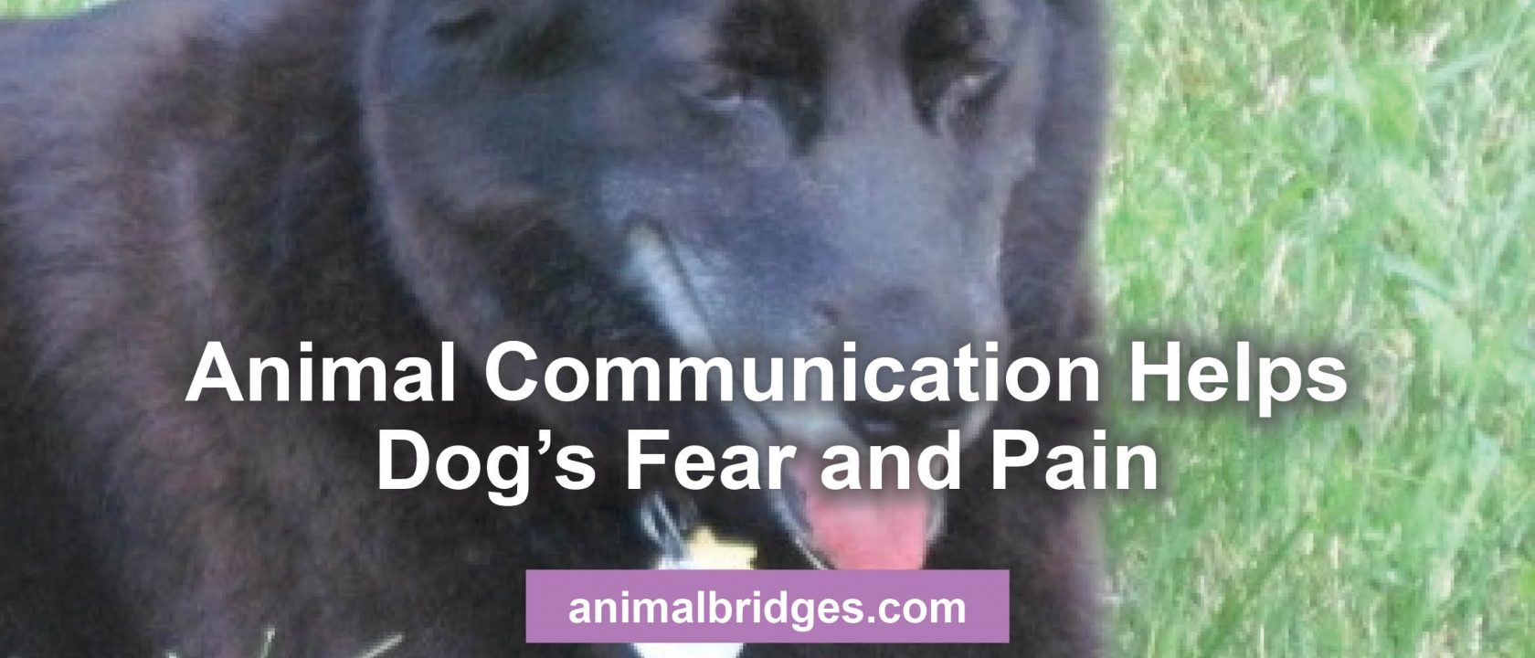 Animal communication helps dog's fear and pain